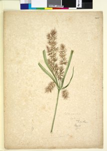 Pagina 243. Mariscus door John William Lewin